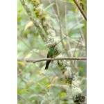 Sword-billed Hummingbird. Photo by Dave Semler and Marsha Steffen. All rights reserved.