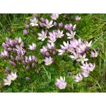 Crocus in the paramo. Photo by Rick Taylor. Copyright Borderland Tours. All rights reserved.    