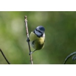 Blue Tit. Photo by Richard Fray. All rights reserved.