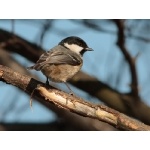 Coal Tit. Photo by Andy MacKay. All rights reserved.