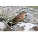 Winter Wren. Photo by Rob Fray. All rights reserved.