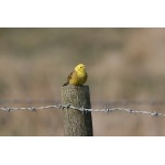 Yellowhammer. Photo by Rob Fray. All rights reserved.