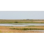 Cley Marshlands. Photo by Andy MacKay. All rights reserved.