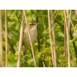Sedge Warbler. Photo by Andy MacKay. All rights reserved.