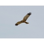 Eurasian Marsh-Harrier. Photo by Andy MacKay. All rights reserved.