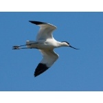 Pied Avocet. Photo by Andy MacKay. All rights reserved.