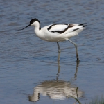 Pied Avocet 2. Photo by Andy MacKay. All rights reserved.