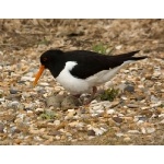 Eurasian Oystercatcher. Photo by Andy MacKay. All rights reserved.