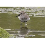 Dunlin. Photo by Richard Fray. All rights reserved.