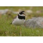 Common Ringed Plover. Photo by Richard Fray. All rights reserved.