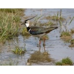 Northern Lapwing. Photo by Andy MacKay. All rights reserved.
