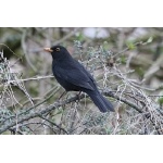 Eurasian Blackbird. Photo by Rob Fray. All rights reserved.