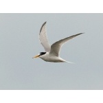 Little Tern. Photo by Andy MacKay. All rights reserved.