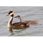 Parent and juvenile Great Crested Grebes. Photo by Ken Billington. Courtesy Wikimedia Commons. All rights reserved.