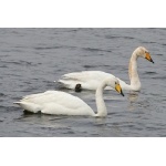 Whooper Swans. Photo by Rob Fray. All rights reserved.