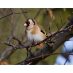 European Goldfinch. Photo by Andy MacKay. All rights reserved.