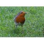 European Robin. Photo by Richard Fray. All rights reserved.