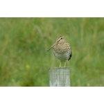 Common Snipe. Cairngorm Mountains. Photo by Rick Taylor. Copyright Borderland Tours. All rights reserved. 