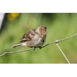 Twite. Photo by Rob Fray. All rights reserved.