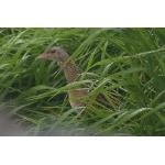 Corn Crake. Photo by Rob Fray. All rights reserved. 