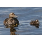 Common Eider hen and her duckling. Photo by Rob Fray. All rights reserved.