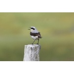 Northern Wheatear. Photo by Rob Fray. All rights reserved.