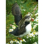 Atlantic Puffin. Photo by Rick Taylor. Copyright Borderland Tours. All rights reserved. 