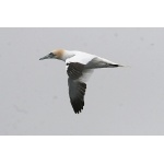 Northern Gannet. Photo by Rob Fray. All rights reserved.