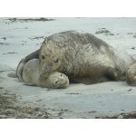 Elephant Seals in love. Photo by Rick Taylor. Copyright Borderland Tours. All rights reserved.