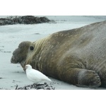 Snowy Sheathbill and Elephant Seal. Photo by Rick Taylor.  Copyright Borderland Tours.  All rights reserved.