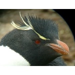 Rockhopper Penguin Portrait. Photo by Rick Taylor. Copyright Borderland Tours. All rights reserved.