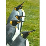 Five King Penguins. Photo by Rick Taylor. Copyright Borderland Tours. All rights reserved.