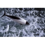 Commerson Dolphin. Photo by Enrique Couve. All rights reserved.