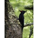 Magellanic Woodpecker. Photo by Dave Semler. All rights reserved.