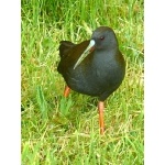 Plumbeous Rail. Photo by Rick Taylor. Copyright Borderland Tours. All rights reserved.