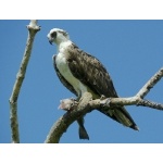 Osprey. Photo by Rick Taylor. Copyright Borderland Tours. All rights reserved.  