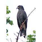 Snail Kite. Photo by Rick Taylor. Copyright Borderland Tours. All rights reserved.