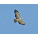 Short-tailed Hawk. Photo by Schwartz courtesy of Paul Bithorn. All rights reserved.