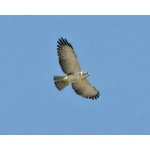 Short-tailed Hawk. Photo by Schwartz courtesy of Paul Bithorn. All rights reserved.