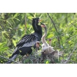 Anhinga family. Photo by Jean Halford. All rights reserved.