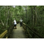 Big Cypress Boardwalk, Fakahatchee Strand. Photo by Rick Taylor. Copyright Borderland Tours. All rights reserved. 
