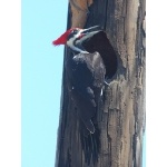 Pileated Woodpecker. Photo by Jean Halford. All rights reserved.