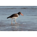 American Oystercatcher. Photo by Jean Halford. All rights reserved.