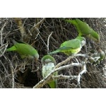Monk Parakeets. Photo by Neuhring courtesy of Paul Bithorn. All rights reserved.