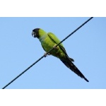 Nanday Parakeet. Photo by Rick Taylor. Copyright Borderland Tours. All rights reserved.  