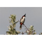 Red-whiskered Bulbul. Photo by Stern courtesy of Paul Bithorn. All rights reserved.