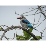 Woodland Kingfisher. Photo by Rick Taylor. Copyright Borderland Tours. All rights reserved.