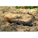 Orange-headed Agama. Photo by Rick Taylor. Copyright Borderland Tours. All rights reserved.