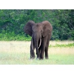 Forest Elephant flares ears. Photo by Mike West. All rights reserved.