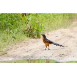 Gabon Coucal. Photo by Dave Semler. All rights reserved.